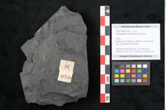 Foto (Objekt + Etikett) von Noeggerathia palmaeformis Goeppert (NHMW-GEO-2024-0188-10739)